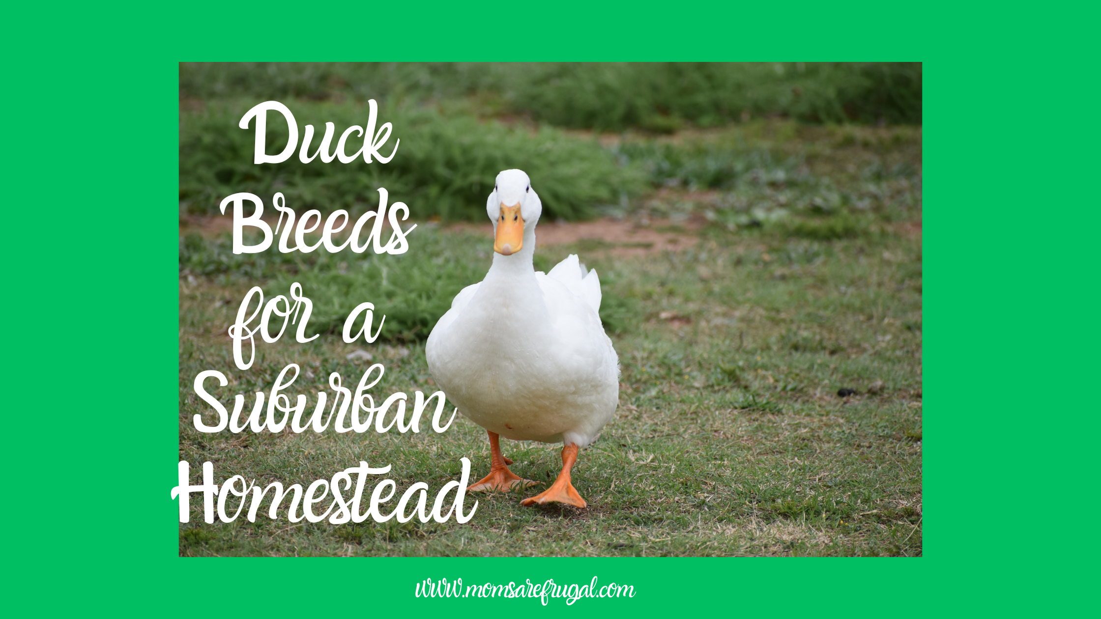 A Guide for Duck Breeds on a Suburban Homestead.