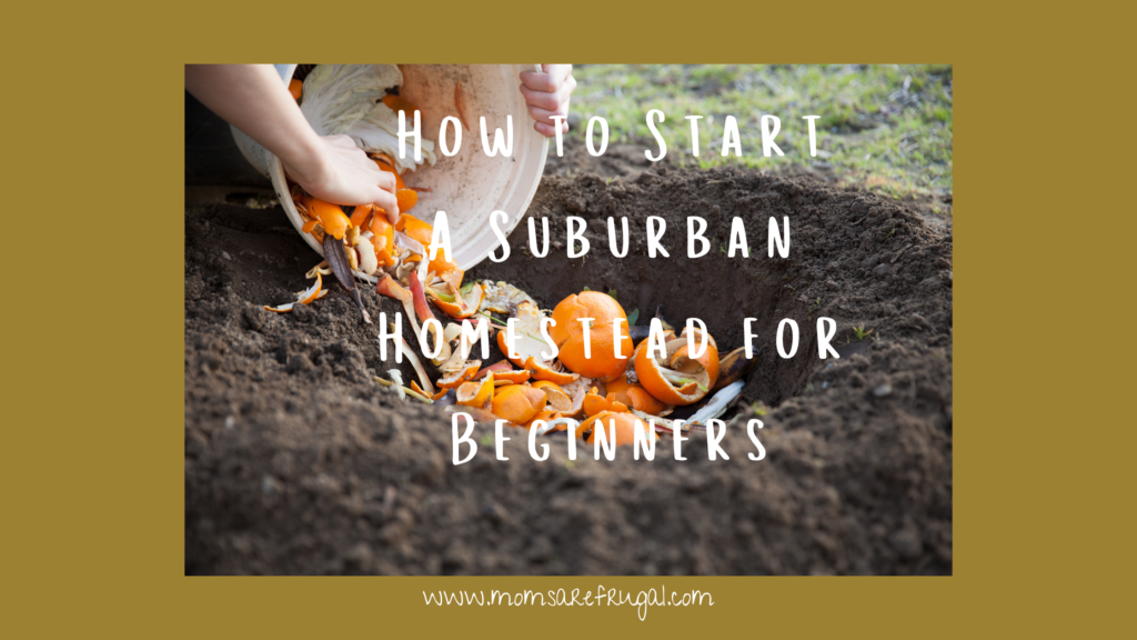 How to Start A Suburban Homestead for Beginners