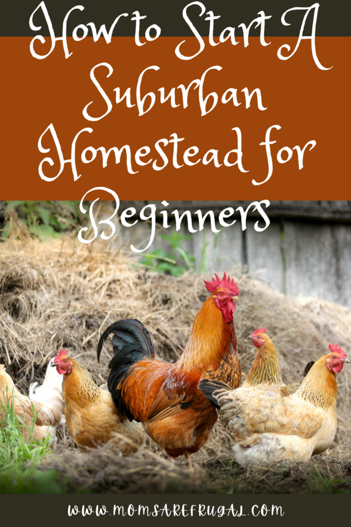 How to Start a Suburban Homestead for Beginners