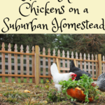 How to Raise chickens on a Suburban Homestead