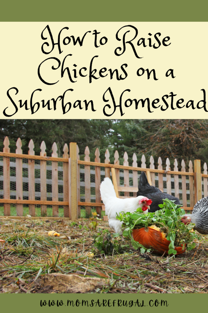 How to Raise chickens on a Suburban Homestead